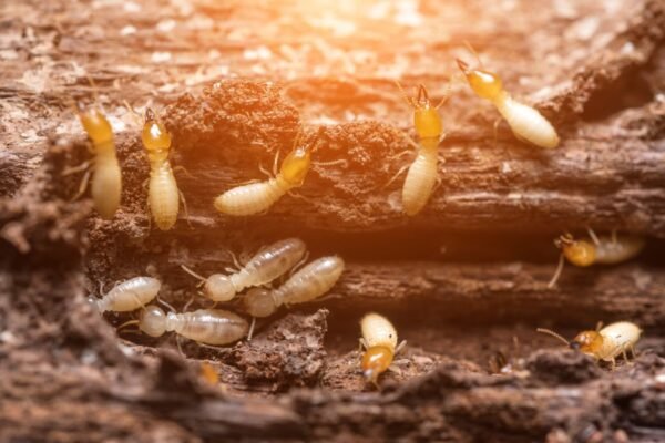 What Every Property Owner Should Know About Effective Home Termite Control Home Termite Control
