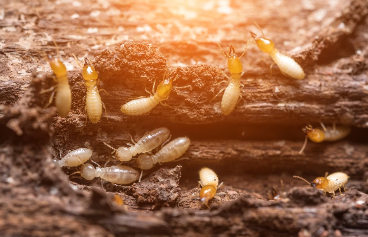 Home Termite Control